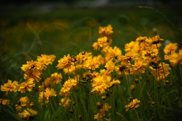 Obraz premium 111111