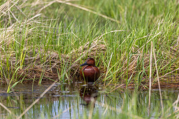 Cinnamon Teal