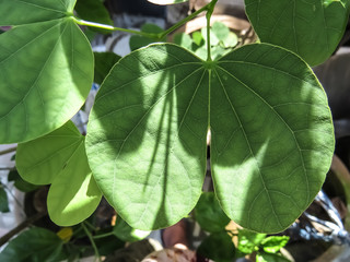 mid folded leaf variety