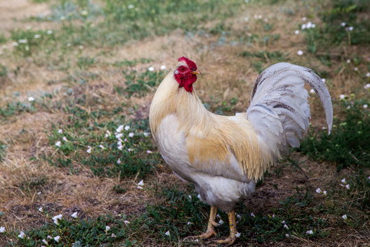 Spring morning in the chicken yard.