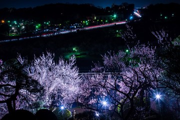 夜桜と高速道路