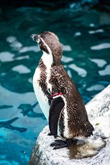 Fototapeta premium いわゆるペンギン