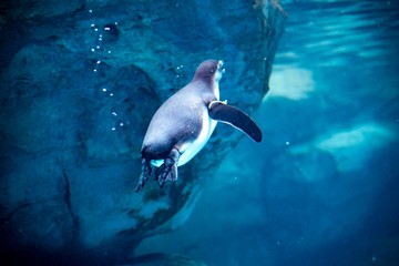 上るペンギン © Hiroyuki