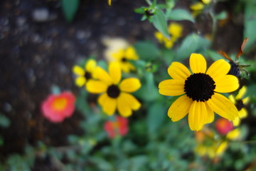 花壇のルドベキアの花