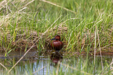 Cinnamon Teal