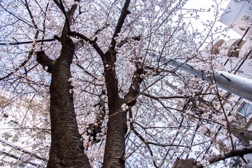 下から見た大きな桜
