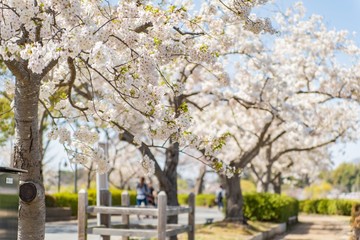 桜と緑