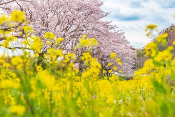 手前に菜の花と桜
