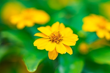 上から見た黄色い花