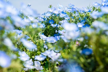 中からネモフィラ