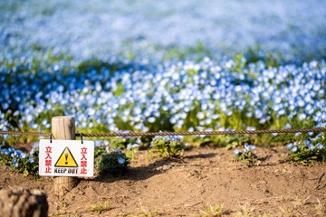 ネモフィラ畑の立ち入り禁止看板