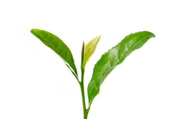 young green tea leaves on a white background