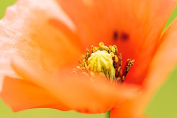 アップの花