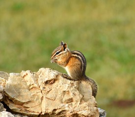 Chipmunk eating seeds on rock