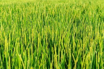 青々とした稲