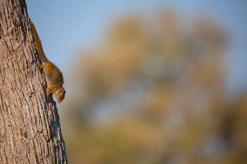 Africa Botswana Squirrel