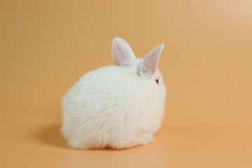 baby and cute white bunny rabbit on orange background