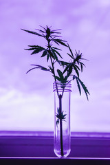 Obraz premium Cannabis leaf and bush in vitro. The concept of home grown hemp for oil, medical purposes. Medical laboratory