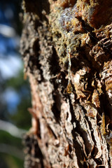 Tree Sap