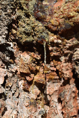 Tree Sap