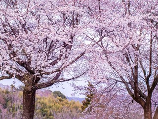 Obraz premium 桜並木