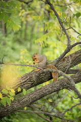 squirrel eating on tree branch