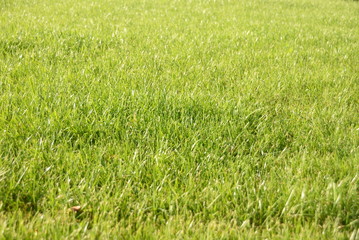 green grass, lawn in the garden. Gardening, landscaping