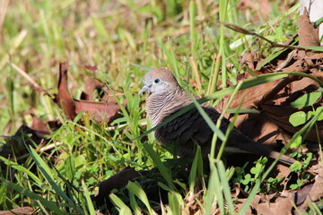 bird in the grass