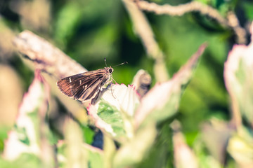 Beauty butterflies y nature.