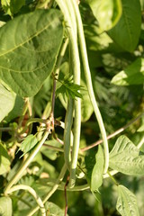 green beans is raw, harvested on wooden background. legumes, vegetarianism and gardening