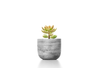 Suculent plant  in cement vase pot isolated on white background