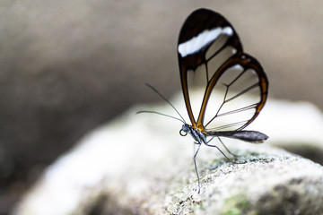 Beauty butterflies y nature.