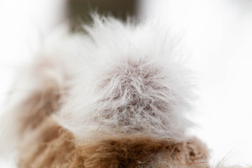 fluffy white fur