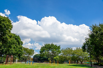 公園の新緑と青空