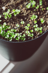 pot of small basil seedlings and leaves by the window