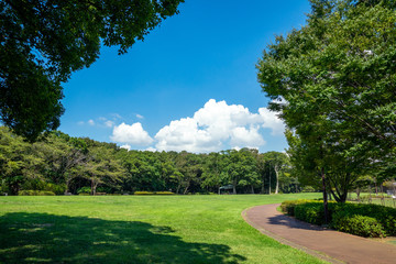 公園の新緑と青空