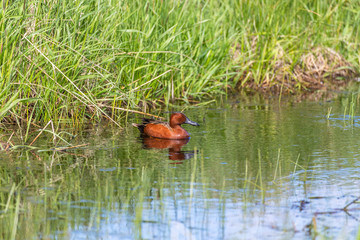 Cinnamon Teal