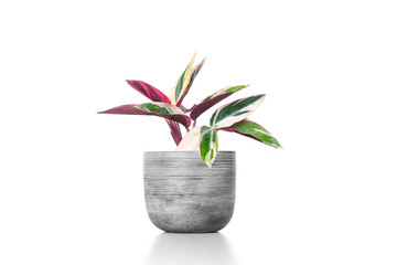 Gorgeous houseplant Maranta in cement vase pot  isolated on white background