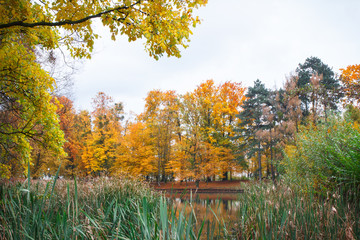 Obraz premium View on trees with colorful leaves and lake in autumnal park