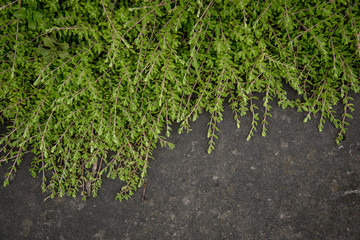 plant and gravel texture
