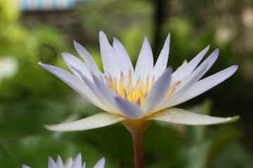 Water lily has rhizomes and flows underground. And send the flowers to the surface There are beautiful flowers to watch throughout the year. Late in the morning and afternoon.