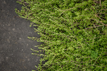 plant and gravel texture