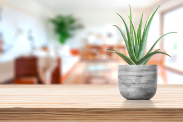 Cement Vase with aloe vera on vase pot on table