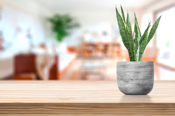 Cement Vase with Sansevieria on vase pot on table
