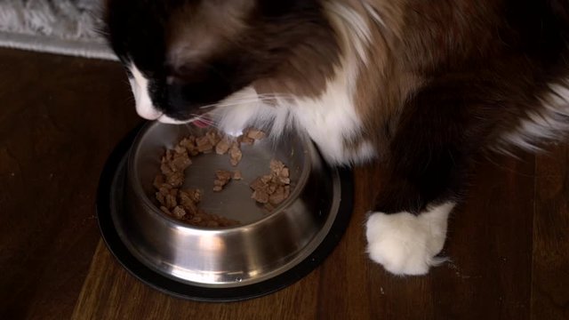 Fat raggamuffin cat eating his food in a bowl