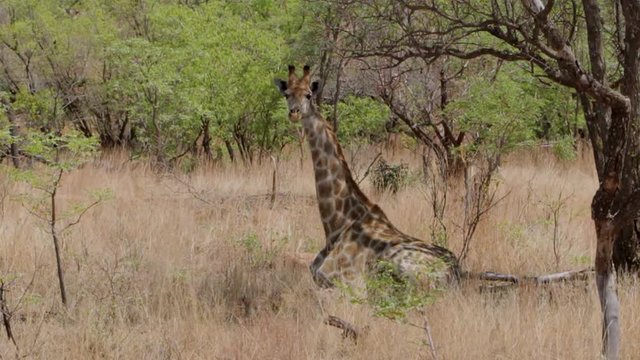 Young African giraf laying down in the grass under a tree in South Africa. It's staring at the camera.