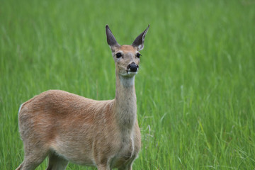 Fototapeta premium Single White-tailed Deer looking up
