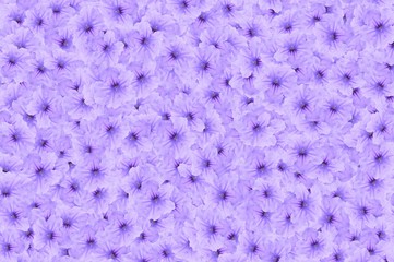 Ruellia tuberosa flower pattern background