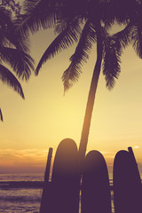 Many surfboards beside coconut trees at summer beach with sun light and blue sky background.