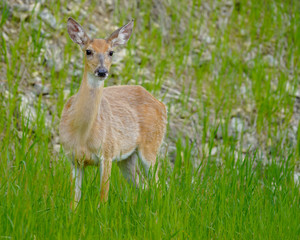 Single White-tailed Deer in South Dakota